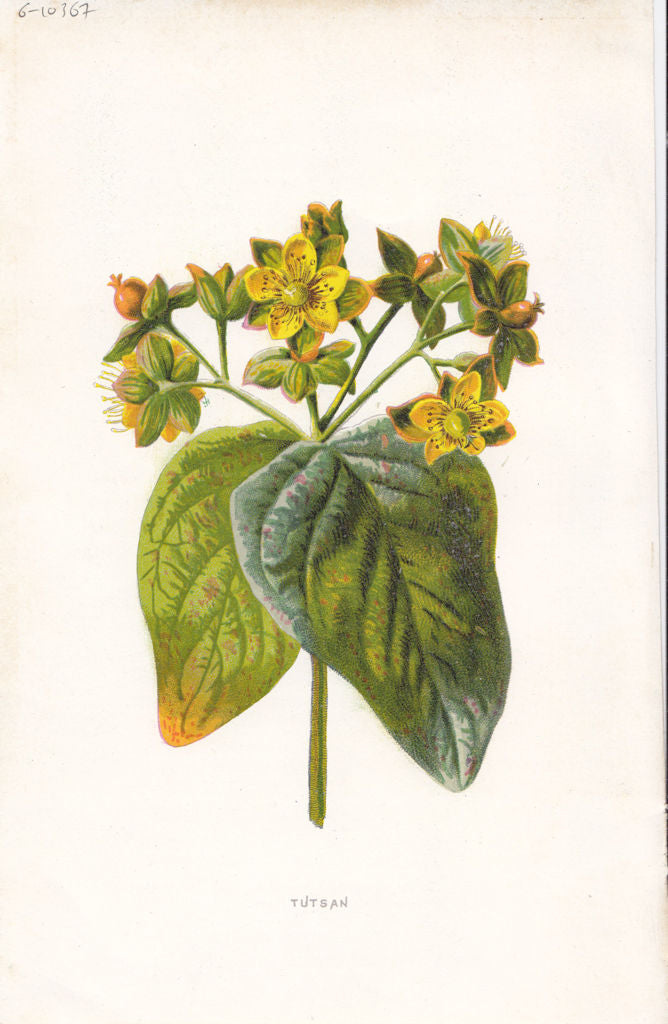 FLOWERS. Tutsan c1895 old antique vintage print picture